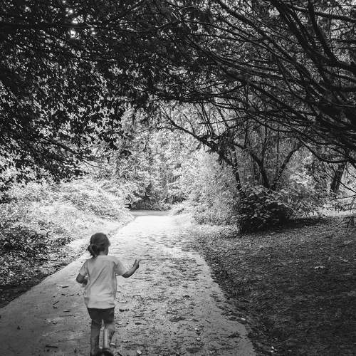 Through the Forest
