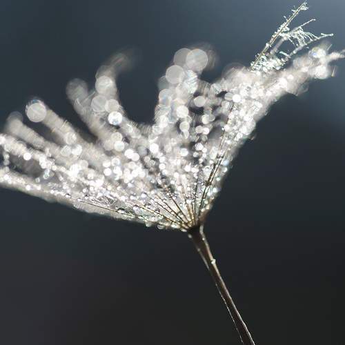 Photo #6431030