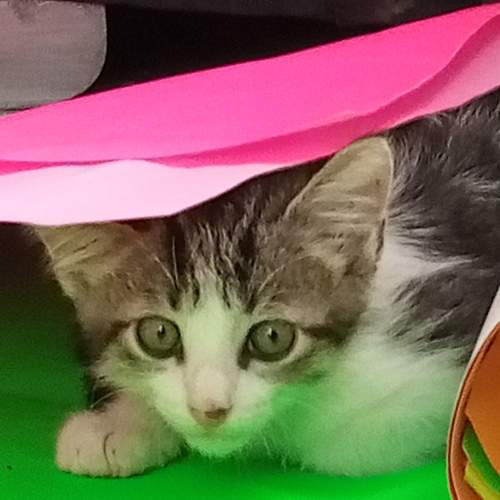 Photo #6431705