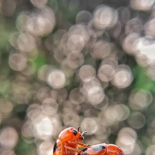 Photo #6432005