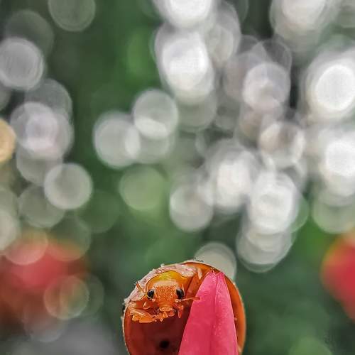 Photo #6432006