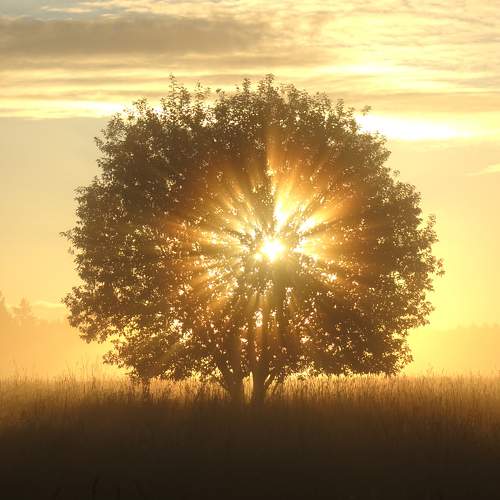 Sunrise on foggy field