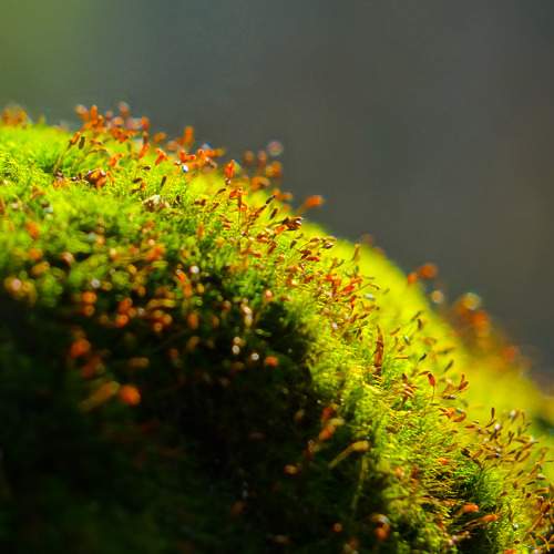 Photo #6432501