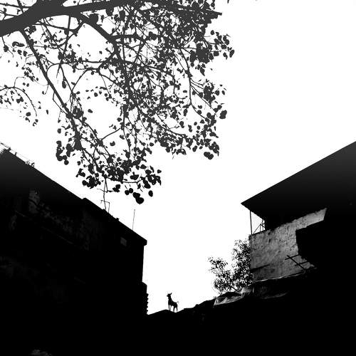 silhouette of Dog standing on Rooftop