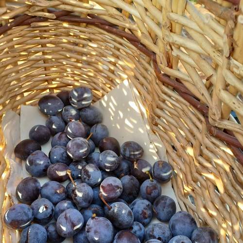 Photo #6439874