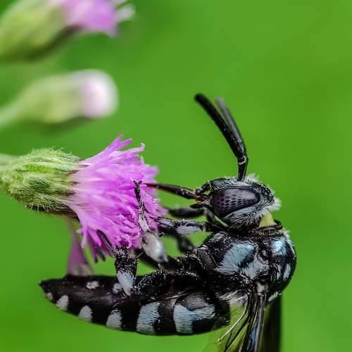 Genus bee
