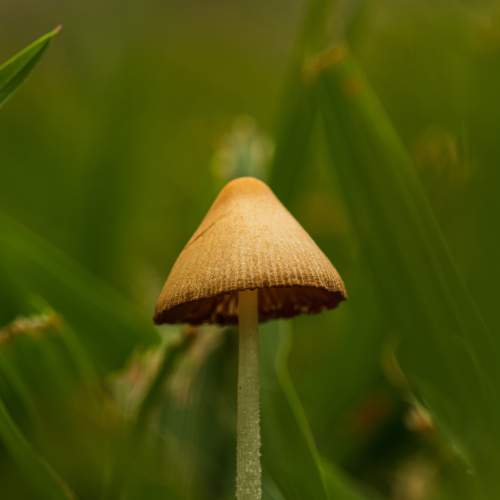 Mágico Universo Fungi