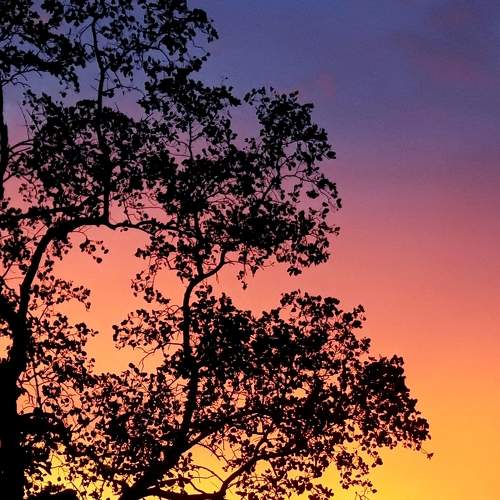 The Sunset