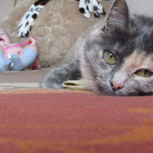 Photo #6442158