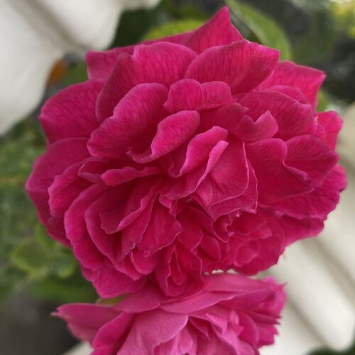 Roses