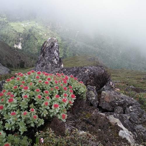 Beautiful landscape view with beautiful flower blooming