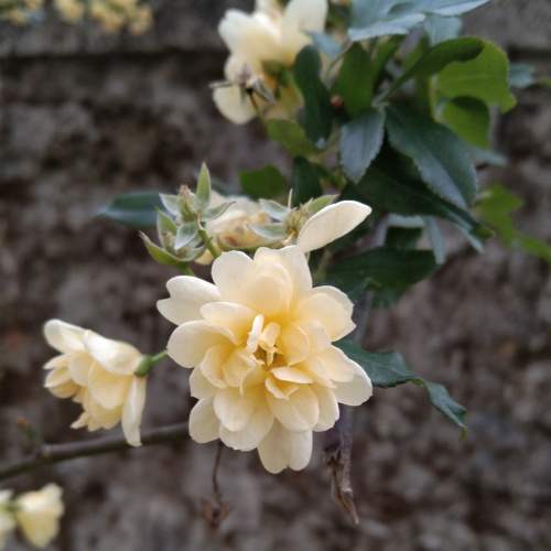 Flower garden flower photo
