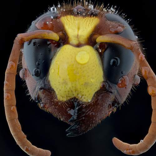 oriental hornet head