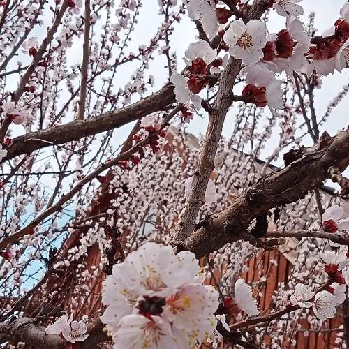 Photo #6455142