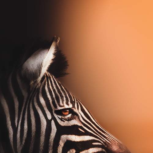 Photo #6455726