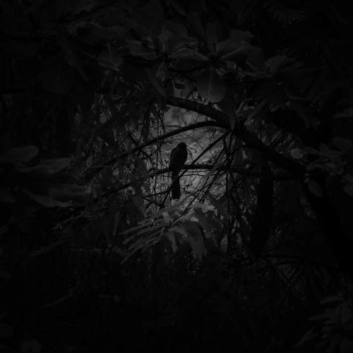 NIGHT IS DARK STILL SO EAUTIFUL