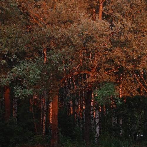 Photo #6462319