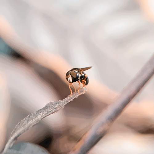 A fly in the yard