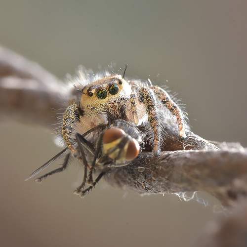 Photo #6463347