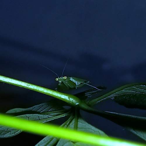 Mantis