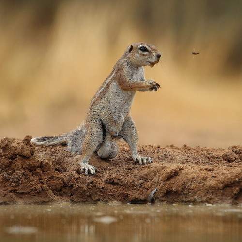 Ground Squirrel