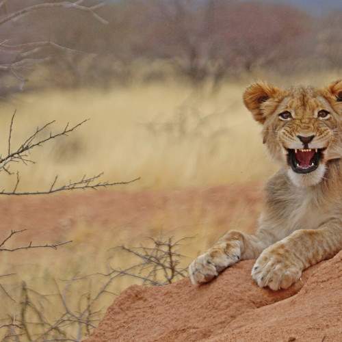 Lion cub