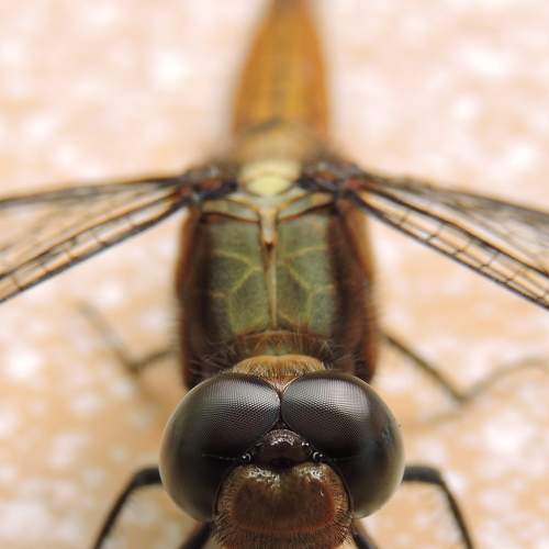 Photo #6467280