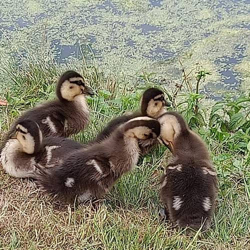 Photo #6469505