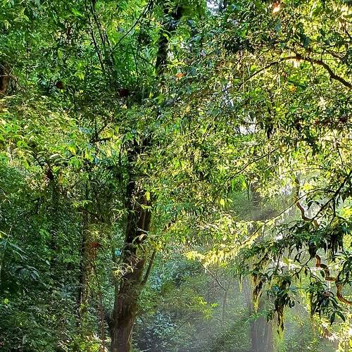 Morning Serenity