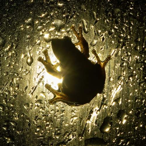 Backlight Beauty