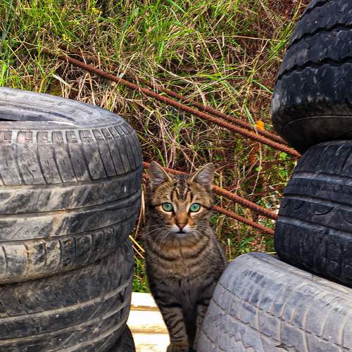 Cute Cat