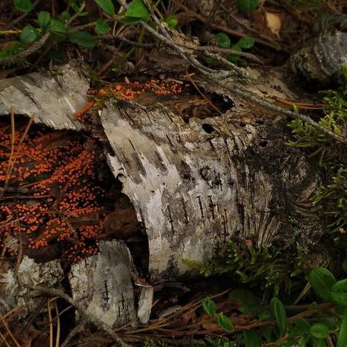 Photo #6477198