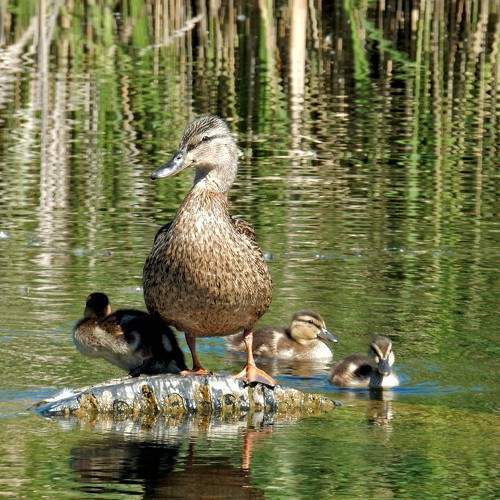 Photo #6478207