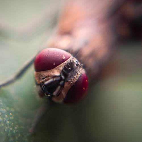 Macro photography