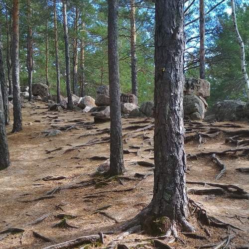 Photo #6479450
