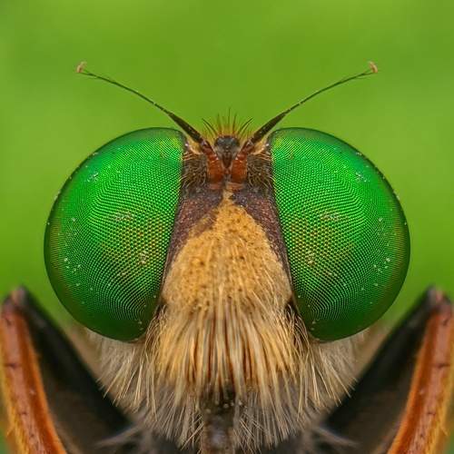 Macro