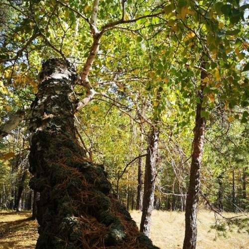 Photo #6483259