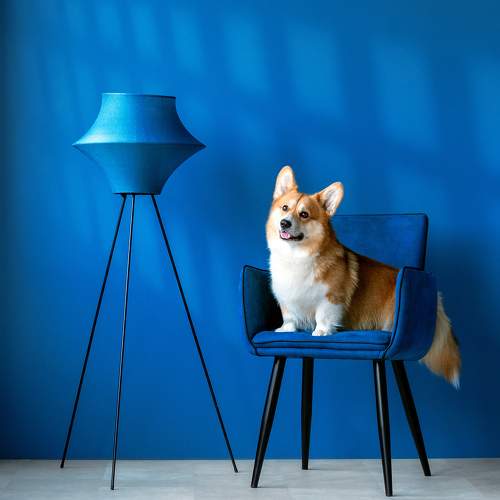 Beautiful girl with corgi