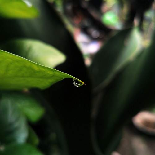 the last drop