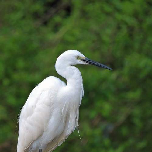 Little Egret