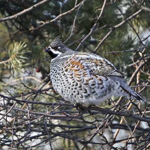 Photo #6487100