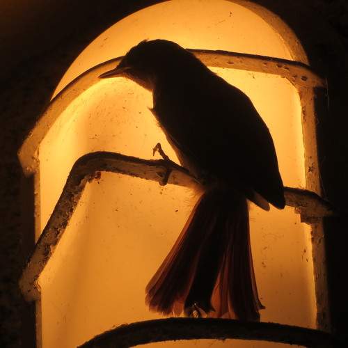 Little bird at night