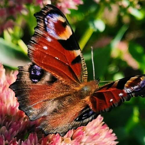 Photo #6487729