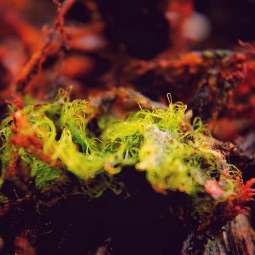 Moss