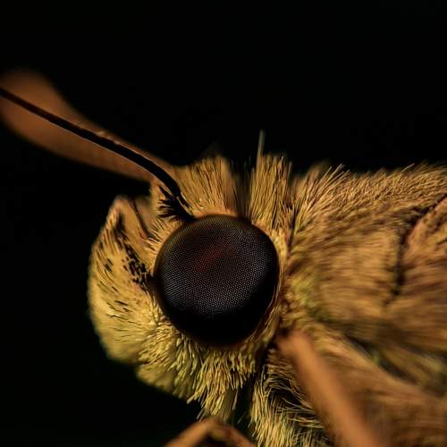 Photo #6488944