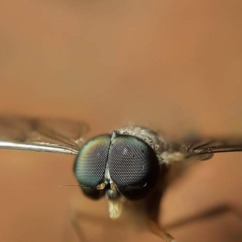 Photo #6488945
