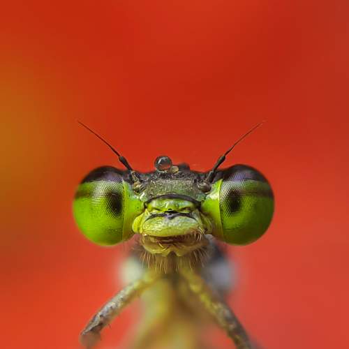 Damselfly