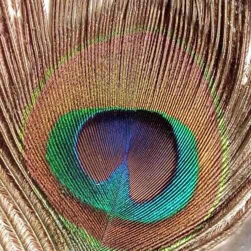 Peacock feather