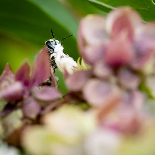 Hiding Bee