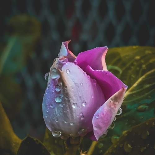 Water drop on Flower